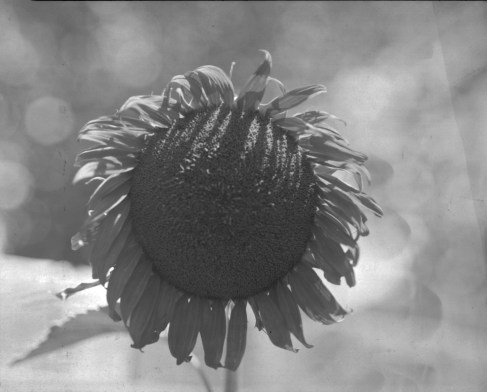 scanned paper postive -1